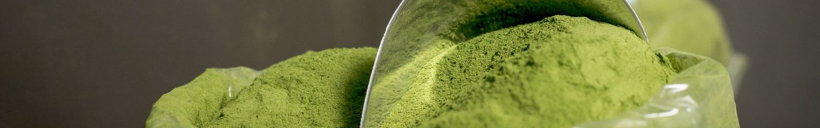 Moringa powder in a scoop