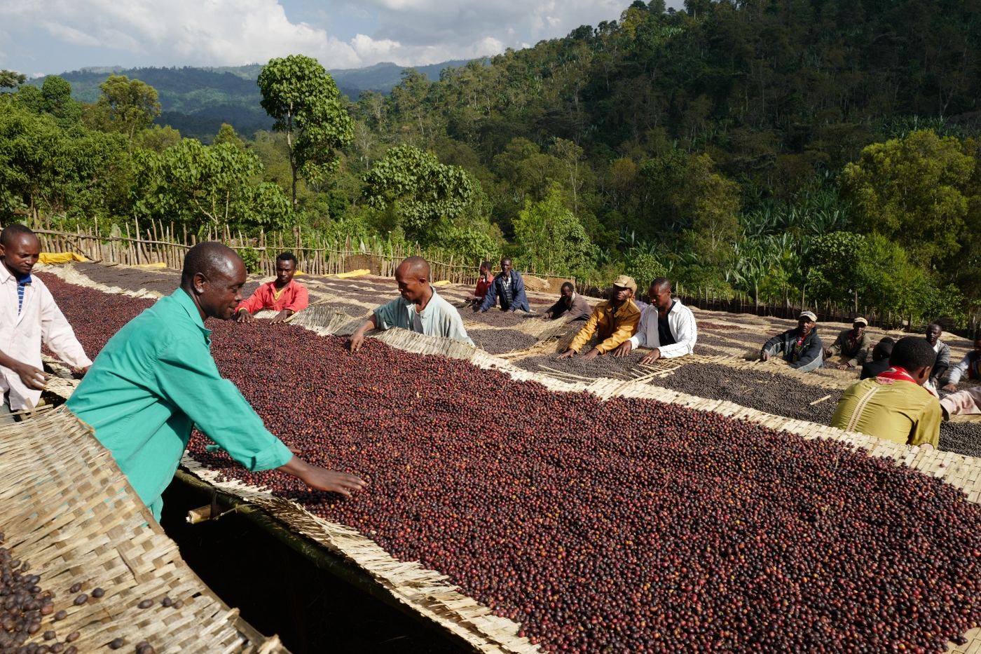 Coffee cherries drying on raised beds while farmers turn them