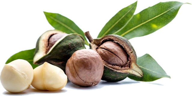 Macadamia nuts in the shell with green leaves